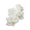 🌹 emoji Flower :: @its_jisoo_kim Telegram sticker 15 of 25