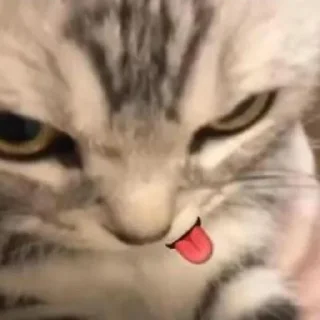 😋 emoji котики для любимой Telegram sticker 21 of 40