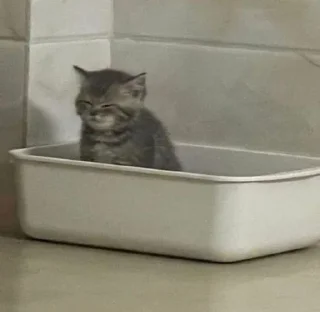 😔 emoji котики для любимой Telegram sticker 8 of 40
