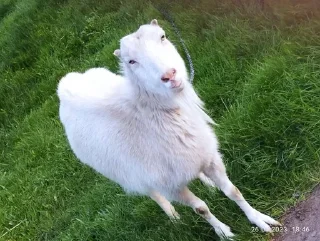 🐐 emoji Tuda їх Telegram sticker 23 of 54