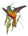 🌳 emoji BIRD Telegram sticker 7 of 15
