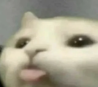 😝 emoji Котеки Telegram sticker 18 of 43