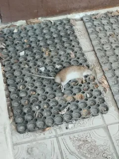 🌟 emoji Мемы от: Дашечьки Telegram sticker 6 of 23