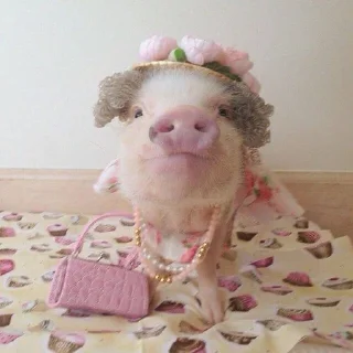 🐷 emoji кибараши порося Telegram sticker 11 of 30