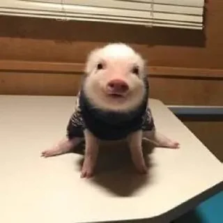 🐷 emoji кибараши порося Telegram sticker 18 of 30
