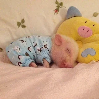 🐷 emoji кибараши порося Telegram sticker 7 of 30