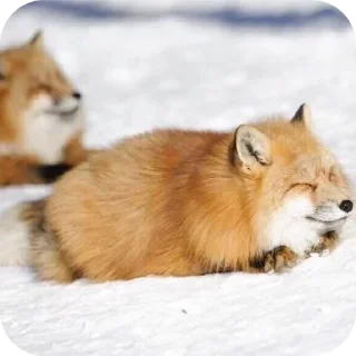 ☺ emoji Лисички и немного больше Telegram sticker 13 of 61