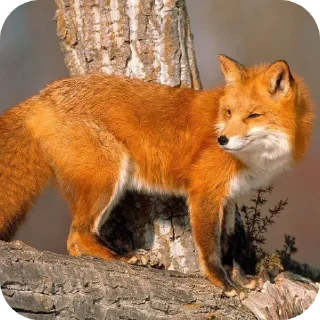 🦊 emoji Лисички и немного больше Telegram sticker 19 of 61