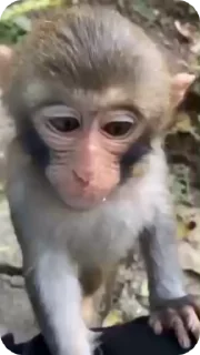 😁 emoji Manki @Kozar56 Telegram sticker 24 of 46
