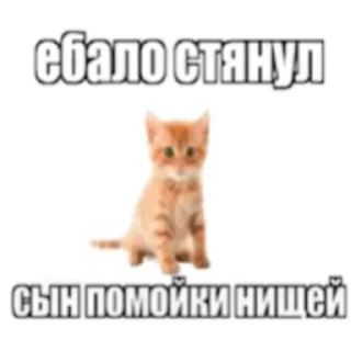 🤭 emoji сука звонит на 77 Telegram sticker 2 of 8