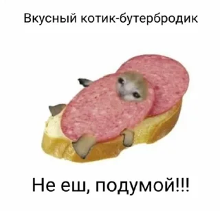 🥪 emoji котики123 Telegram sticker 9 of 61