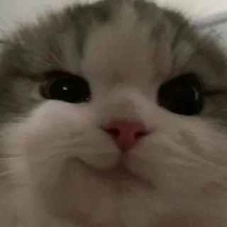 😼 emoji @tgsti / милые котики Telegram sticker 6 of 27