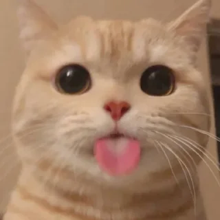 😛 emoji @tgsti / милые котики Telegram sticker 7 of 27