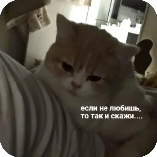 Sticker from Мемы и Коты