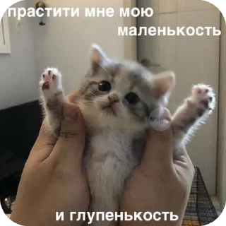 Sticker from Мемы и Коты