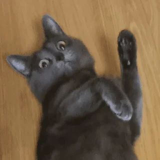 ✋ emoji шерсти Telegram sticker 21 of 104