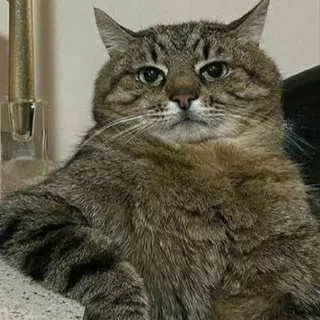 😏 emoji котята Telegram sticker 21 of 107