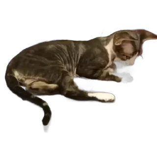 🐱 emoji Котик-йодик Telegram sticker 5 of 42