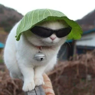 😎 emoji Котята Telegram sticker 8 of 92