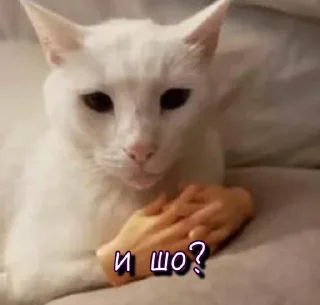 🤔 emoji Тю блин: Зверюшки by @passta321 Telegram sticker 19 of 62