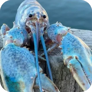 🦞 emoji Деградация Telegram sticker 7 of 10