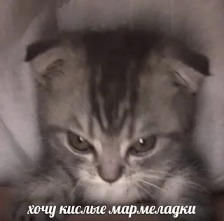 😡 emoji это будем мы! Telegram sticker 7 of 22