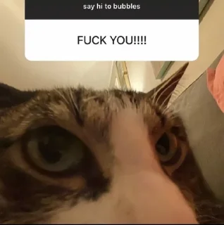 🤬 emoji котеки. Telegram sticker 17 of 28