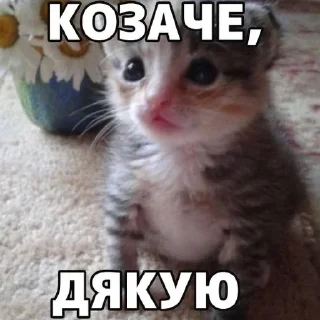 Sticker from нар котікі by @otruyina