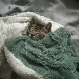 💌 emoji Sleepy cats and kitties | by @tg_ori004 Telegram sticker 18 of 93