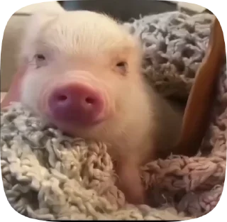 🐷 emoji @uribospamitboshe Telegram sticker 18 of 35