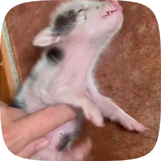 🐷 emoji @uribospamitboshe Telegram sticker 6 of 35