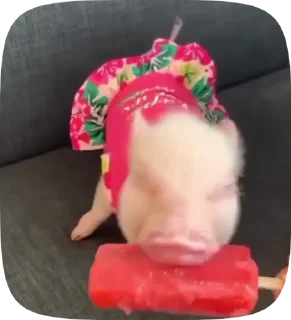 🐷 emoji @uribospamitboshe Telegram sticker 5 of 35