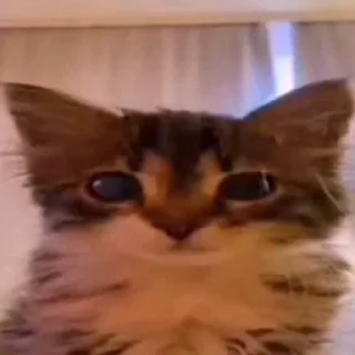 😐 emoji vыгу vыгу vыгу) Telegram sticker 3 of 11