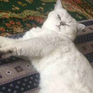 😴 emoji Самара Санчез Telegram sticker 11 of 13