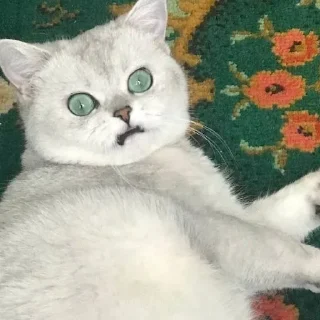 😶 emoji Самара Санчез Telegram sticker 6 of 13