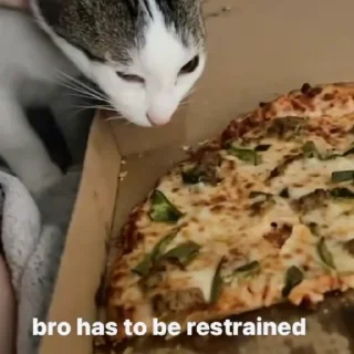 🍕 emoji silly cats Telegram sticker 9 of 29