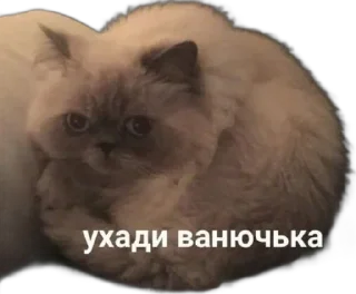 Sticker from шлюшка поварюшка