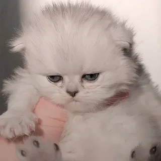 Sticker from Роб и Котики♡