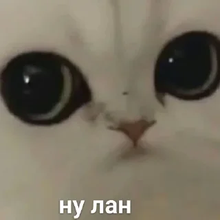 😐 emoji Можлочок Потiк Telegram sticker 17 of 35