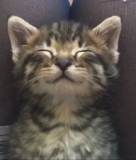 😁 emoji котыдлямеов Telegram sticker 18 of 29
