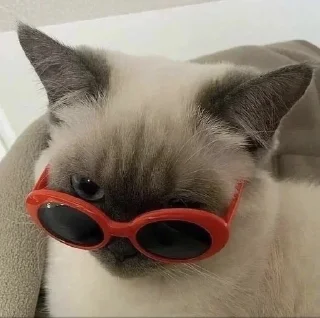 😎 emoji коты наше всё Telegram sticker 23 of 29