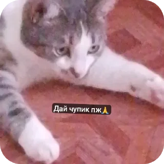 🐱 emoji Супер мур Telegram sticker 20 of 58