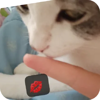 🐱 emoji Супер мур Telegram sticker 16 of 58