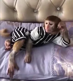 😌 emoji Monkey squad Telegram sticker 6 of 31