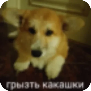 🐶 emoji Прикольчики Telegram sticker 16 of 20