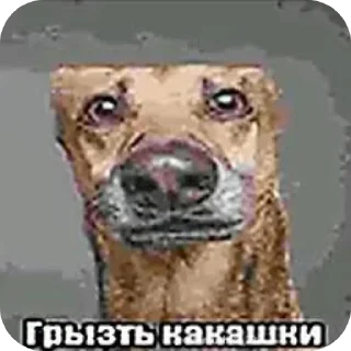 🐶 emoji Прикольчики Telegram sticker 14 of 20