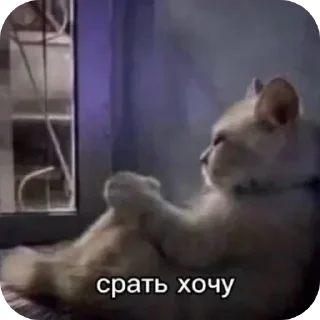 🌟 emoji бля выйдите Telegram sticker 24 of 109