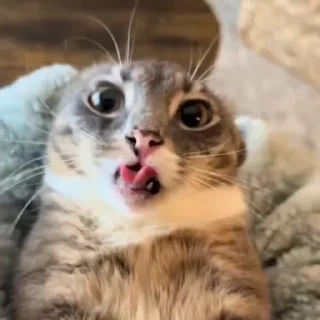 😝 emoji iamrigbycat :: by @sunaww :: Telegram sticker 5 of 33