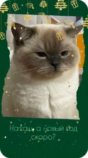 🐱 emoji C новым годом! @Cathouse_mrr Telegram sticker 24 of 26