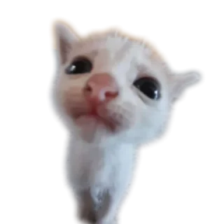 🐱 emoji Плывите сосиски Telegram sticker 11 of 15